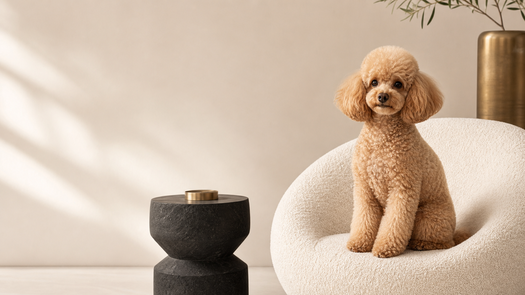 Poodle apricot en un interior premium
